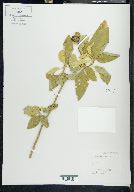 Solanum erianthum image