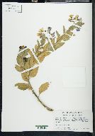 Solanum wallacei image