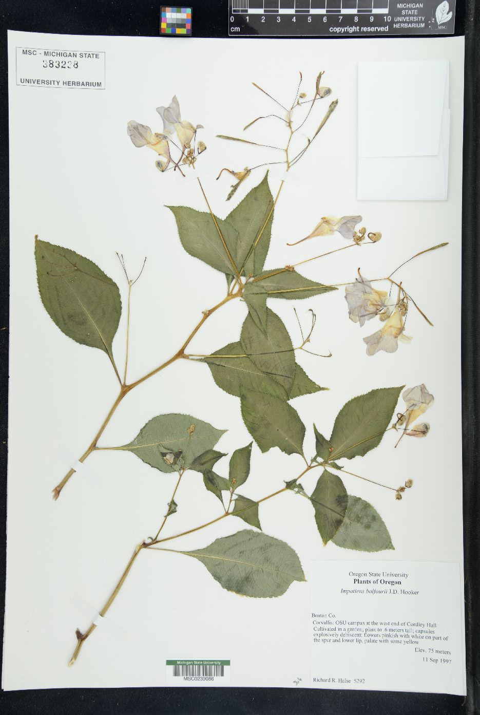 Impatiens balfourii image