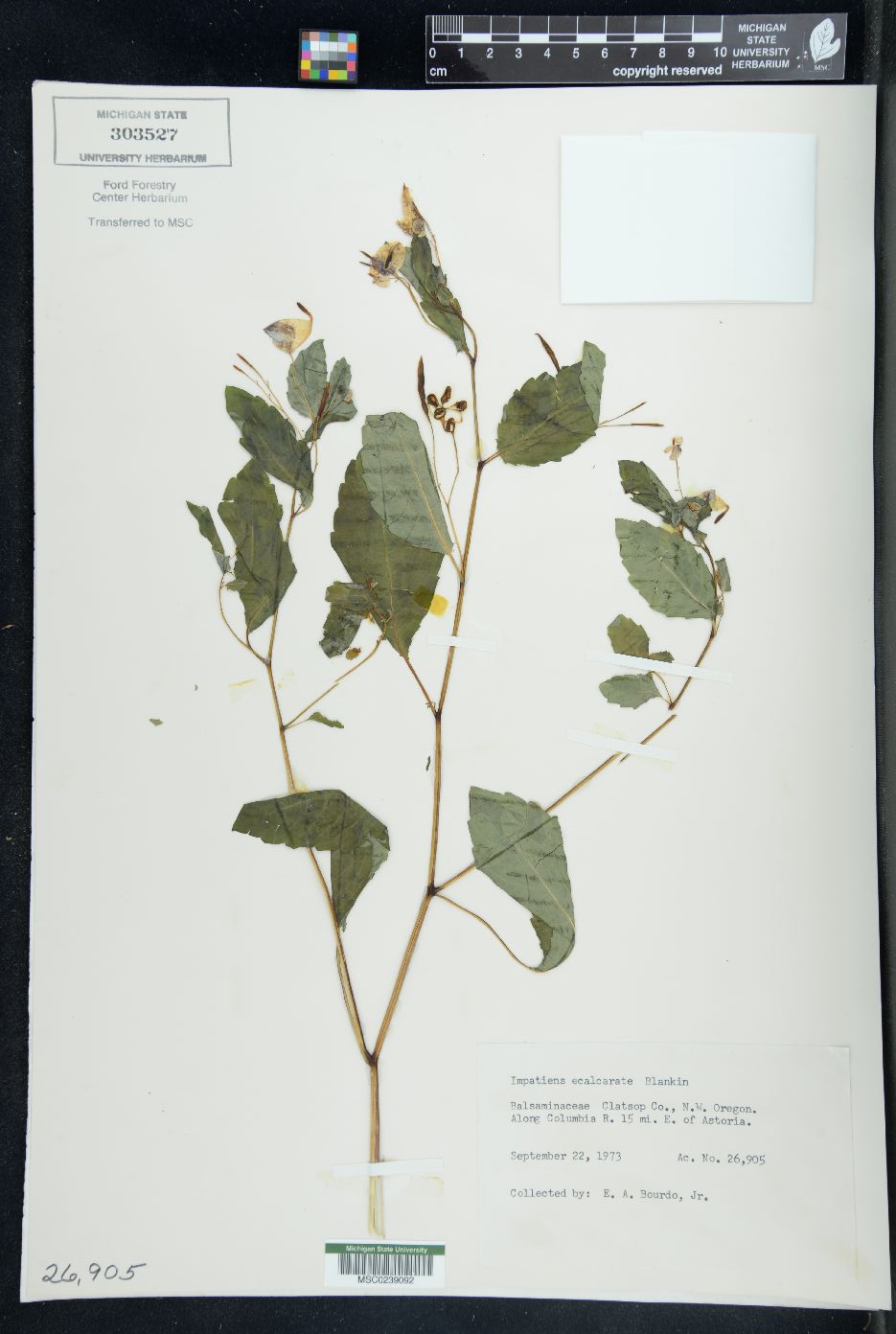 Impatiens ecalcarata image