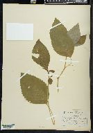 Impatiens pallida image