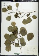 Alnus glutinosa image