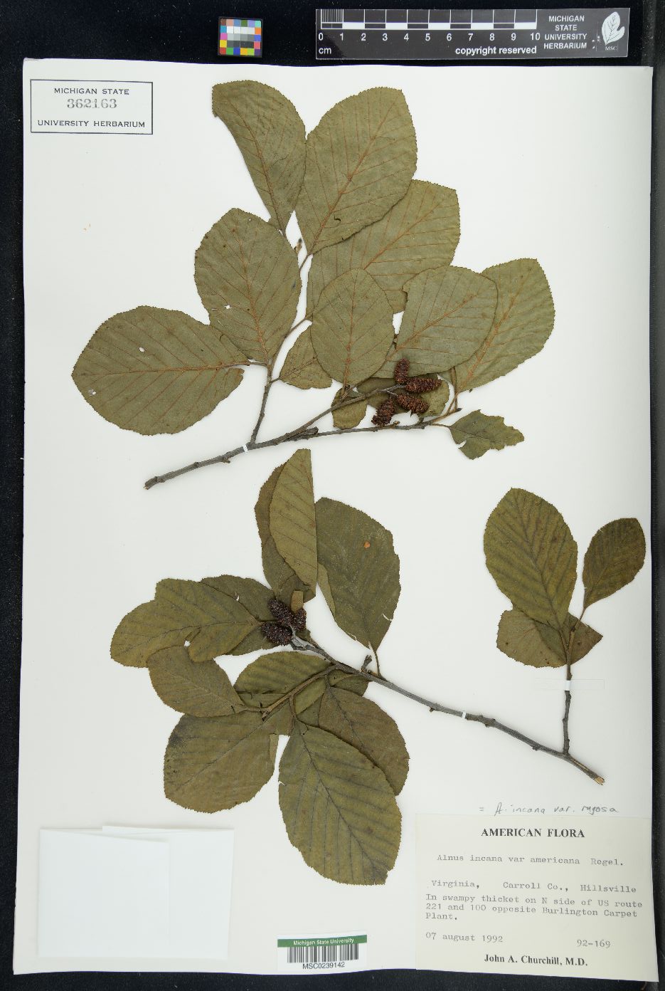 Alnus incana var. americana image