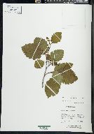 Alnus incana subsp. tenuifolia image