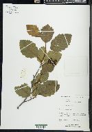 Alnus incana subsp. tenuifolia image