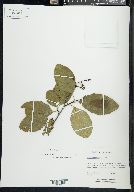 Alnus rhombifolia image