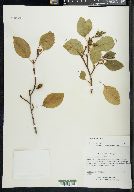 Alnus rhombifolia image