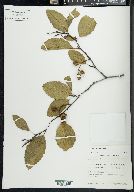 Alnus rhombifolia image