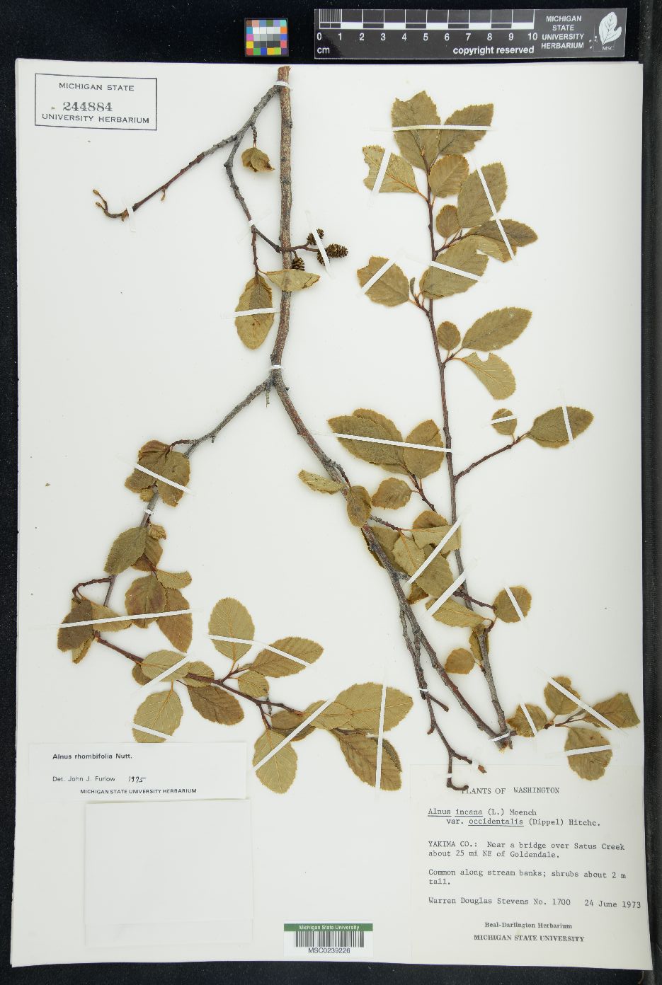 Alnus rhombifolia image