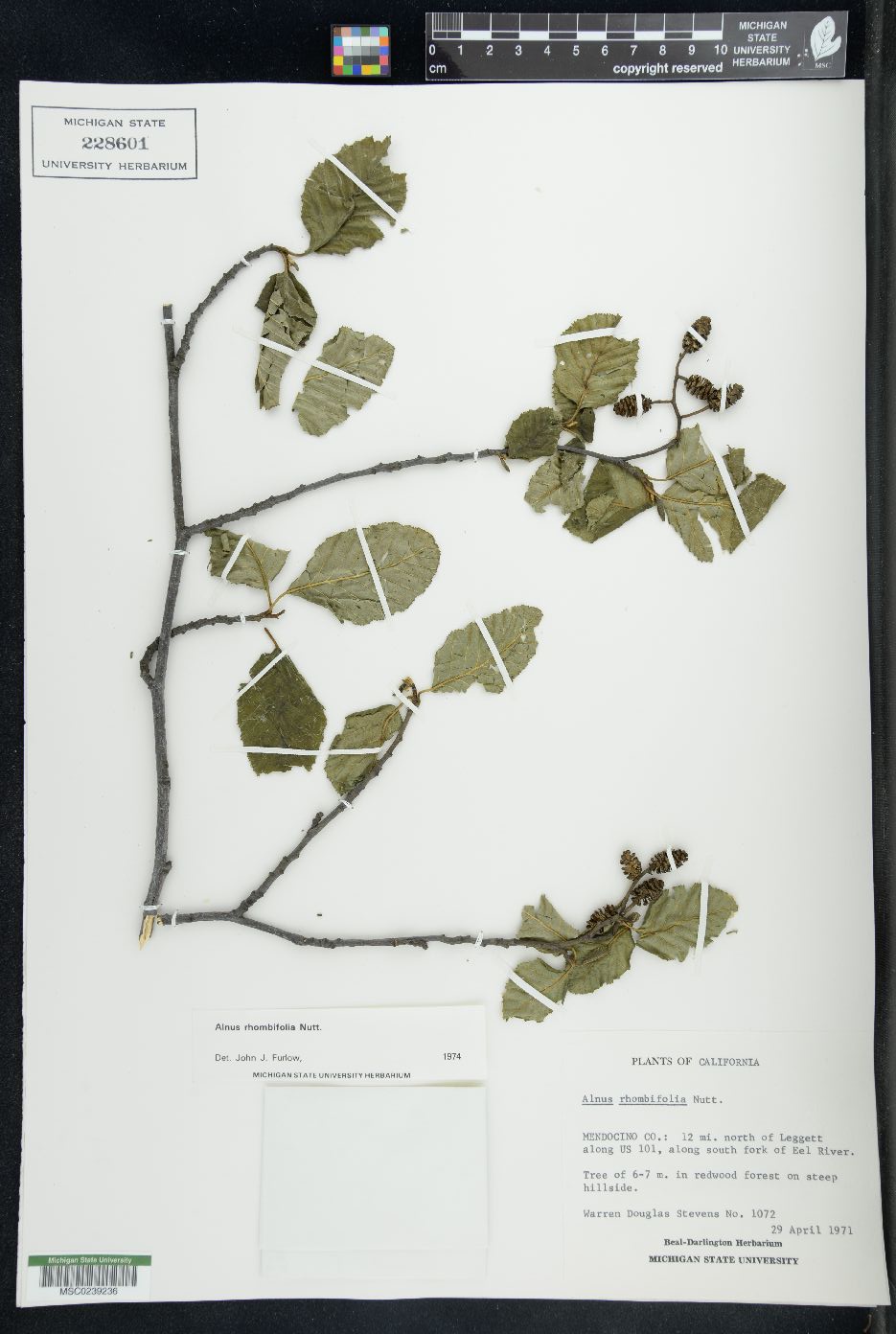 Alnus rhombifolia image