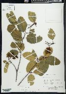 Alnus rhombifolia image