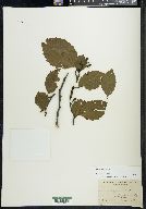 Alnus rubra image