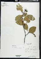 Alnus rubra image