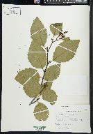 Alnus rubra image