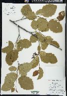 Alnus incana subsp. tenuifolia image