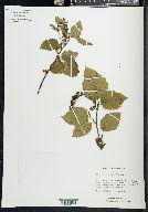 Alnus sinuata image