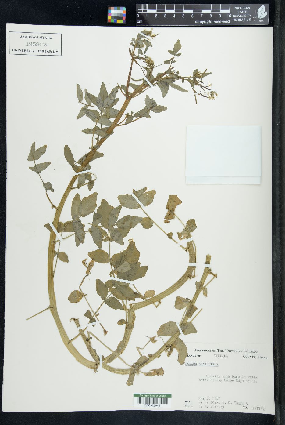 Rorippa nasturtium image
