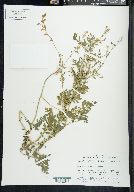 Rorippa sylvestris image