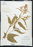 Polygonum alaskanum image