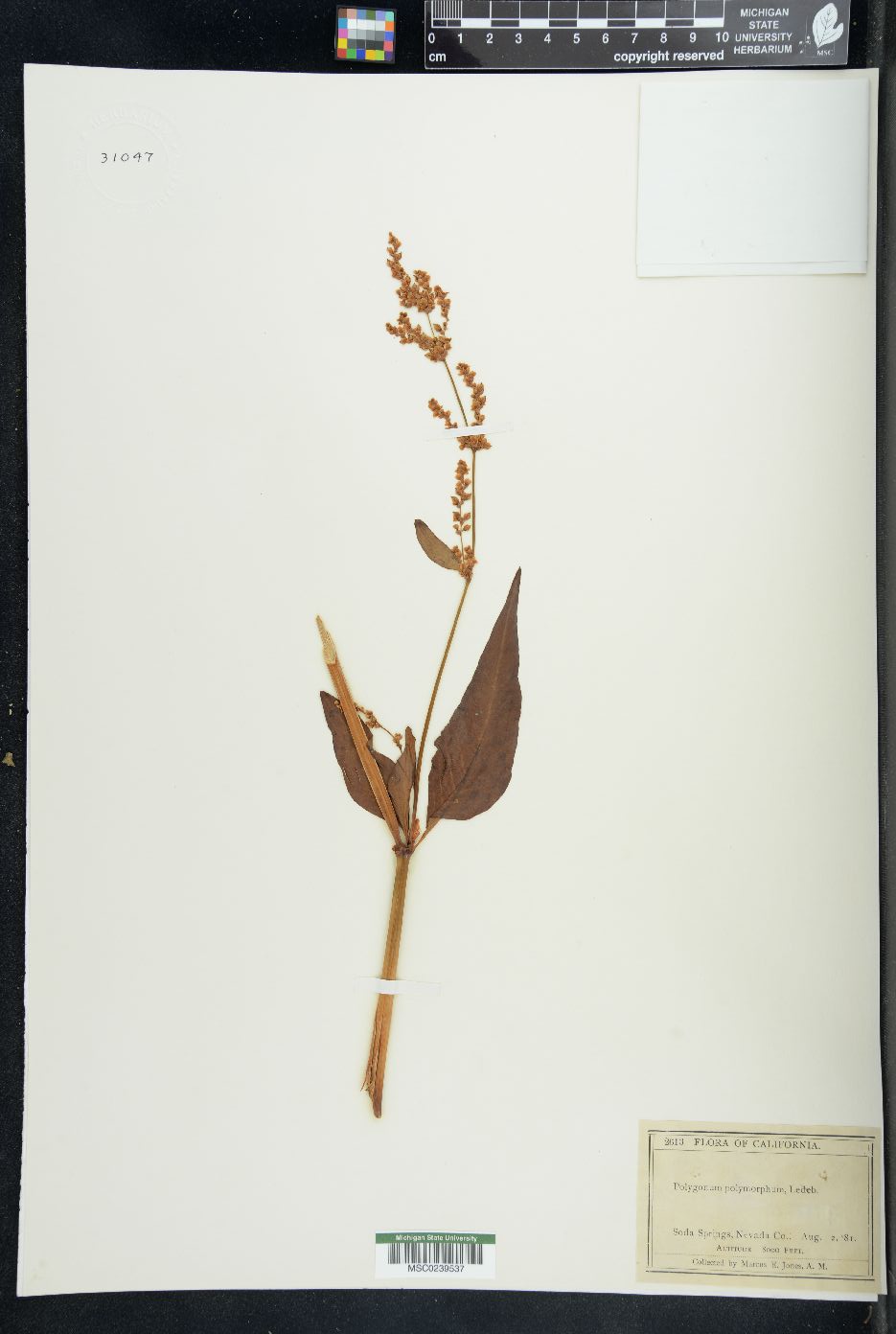 Polygonum alpinum image