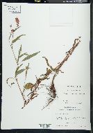 Persicaria bicornis image