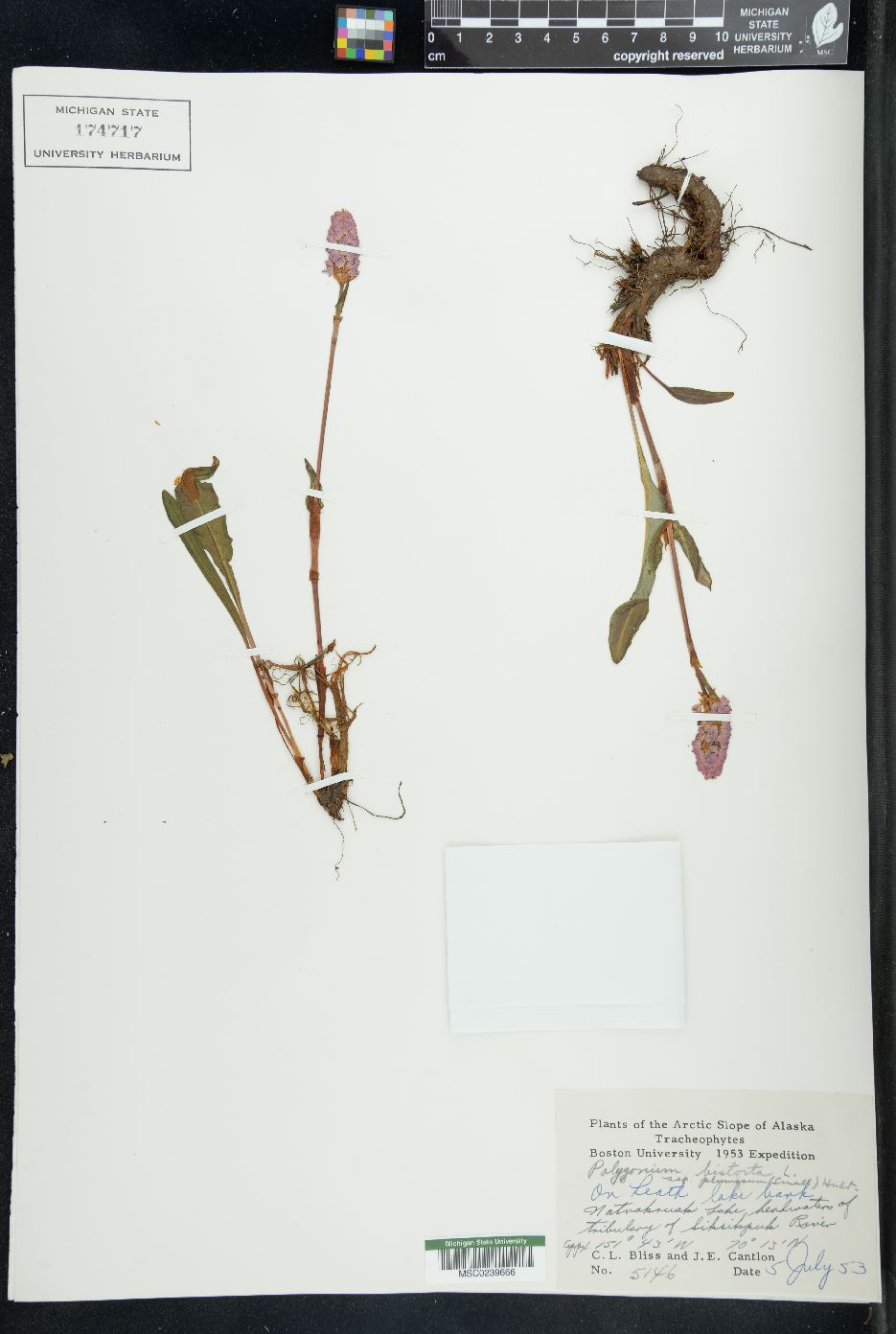 Polygonum bistorta image