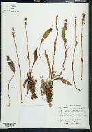 Polygonum bistorta image