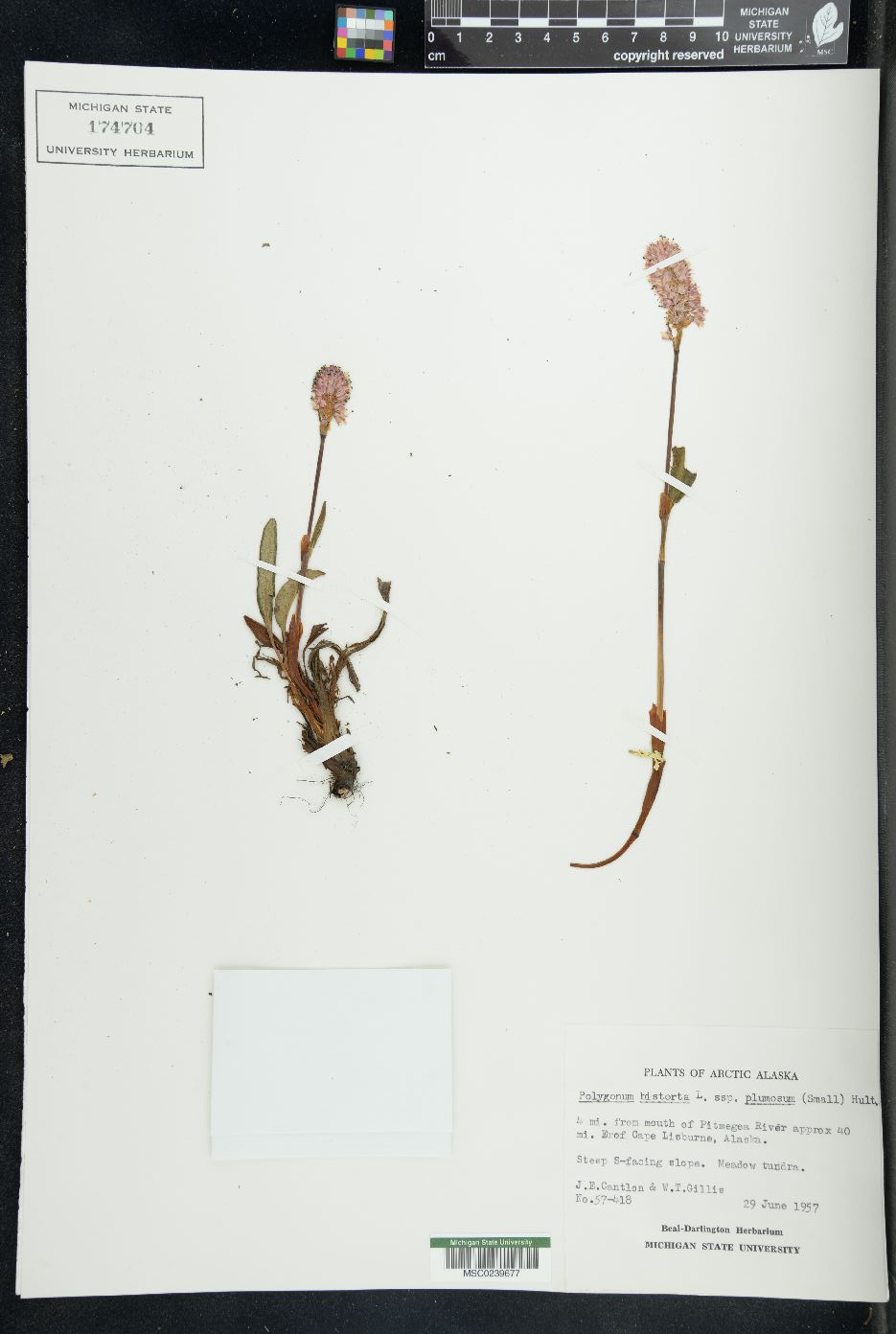 Polygonum bistorta image