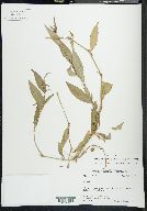 Persicaria longiseta image