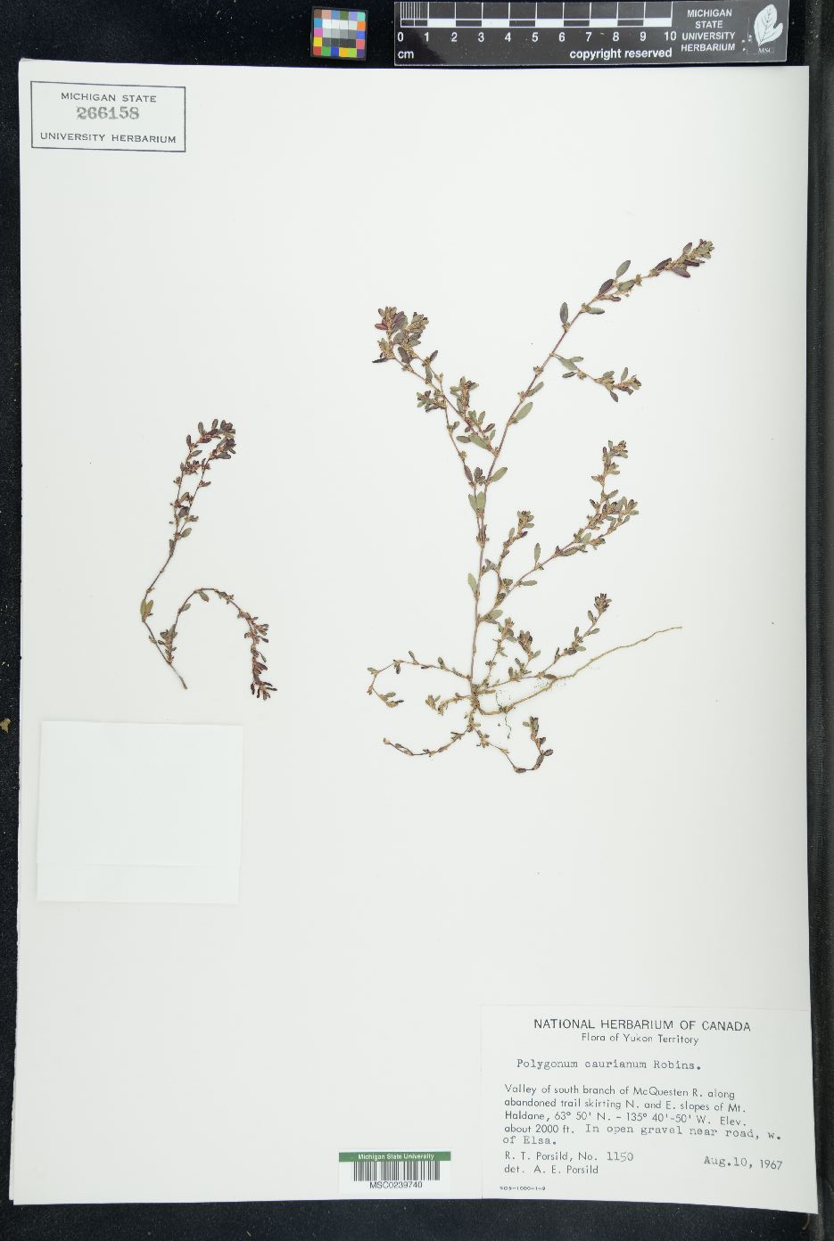 Polygonum caurianum image