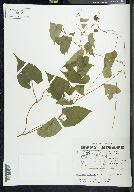 Fallopia cilinodis image