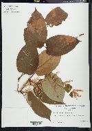 Reynoutria japonica image