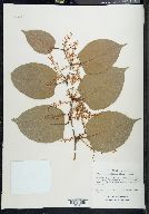 Reynoutria japonica image