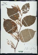 Reynoutria japonica image