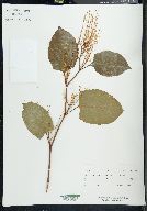 Reynoutria japonica image