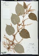 Reynoutria japonica image