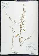 Polygonum densiflorum image