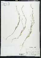 Polygonum densiflorum image