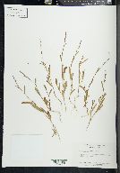 Polygonum douglasii image