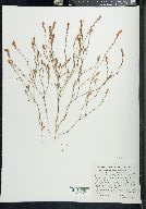 Polygonum spergulariiforme image