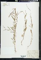 Polygonum douglasii image