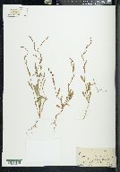 Polygonum douglasii image