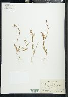 Polygonum douglasii image