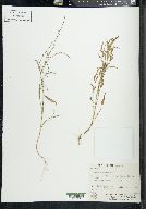 Polygonum douglasii image