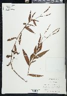 Persicaria hirsuta image