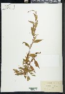 Persicaria hydropiper image