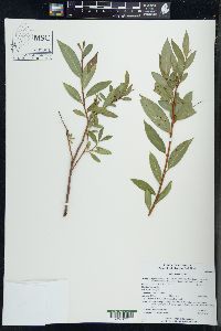 Salix lucida image