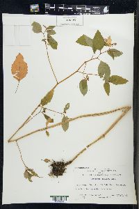 Impatiens biflora image