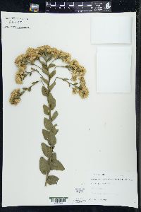 Solidago rigida image