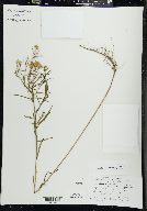 Euthamia remota image